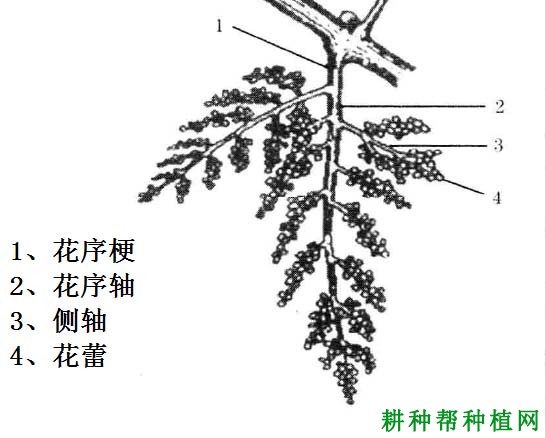 葡萄的花有哪些特性? 葡萄的花有哪些特性?