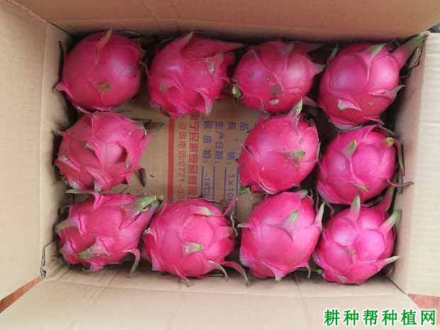 美龙2号火龙果品种好不好? 美龙2号火龙果品种好不好?