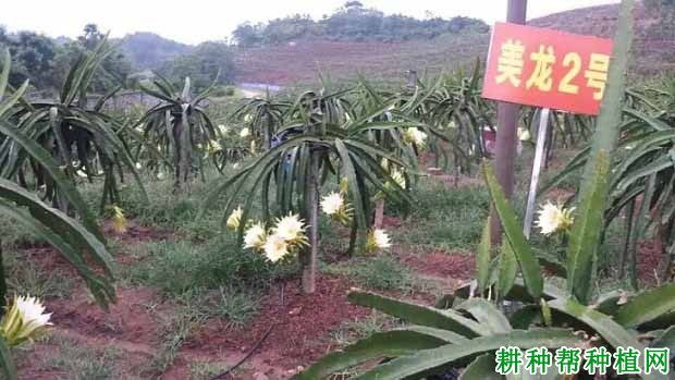 美龙2号火龙果品种好不好? 美龙2号火龙果品种好不好?