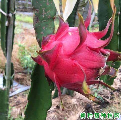 美龙2号火龙果品种好不好? 美龙2号火龙果品种好不好?