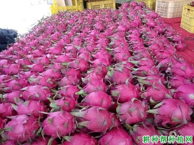 红金宝火龙果品种好不好? 红金宝火龙果品种好不好?