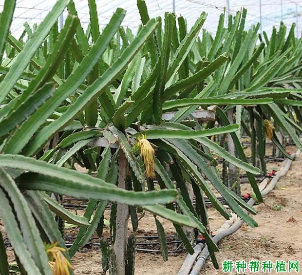 红金宝火龙果品种好不好? 红金宝火龙果品种好不好?