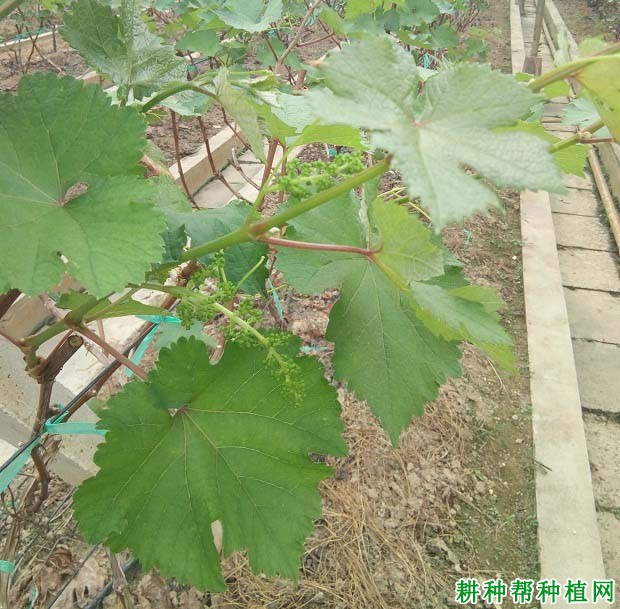 葡萄的叶片有哪些特性? 葡萄的叶片有哪些特性?