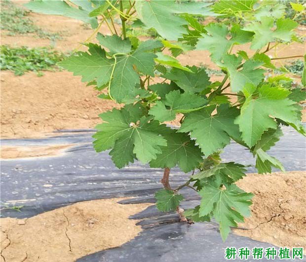 葡萄的叶片有哪些特性? 葡萄的叶片有哪些特性?