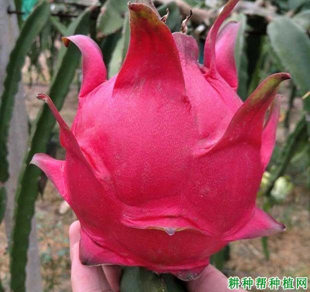 吉人玫瑰火龙果品种好不好? 吉人玫瑰火龙果品种好不好?