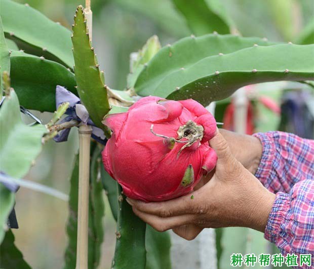 吉人玫瑰火龙果品种好不好? 吉人玫瑰火龙果品种好不好?