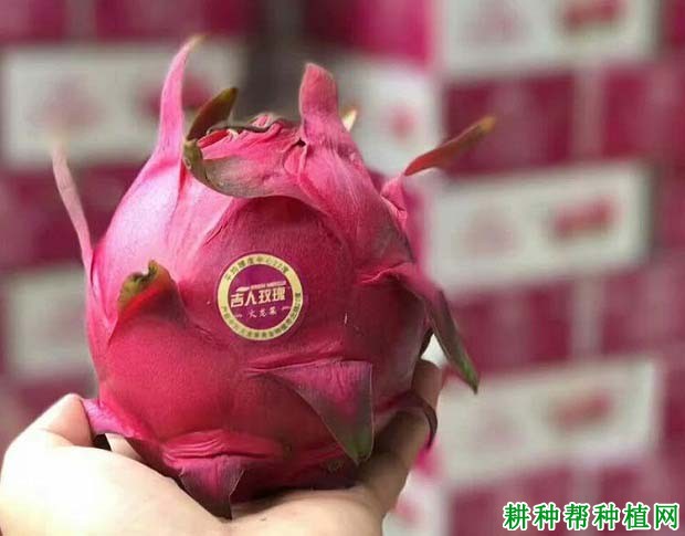 吉人玫瑰火龙果品种好不好? 吉人玫瑰火龙果品种好不好?