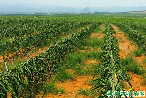 桂香红火龙果品种好不好? 桂香红火龙果品种好不好?