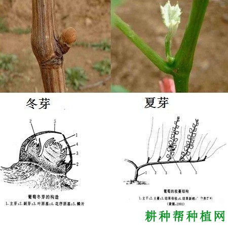 葡萄的芽有哪些特性? 葡萄的芽有哪些特性?