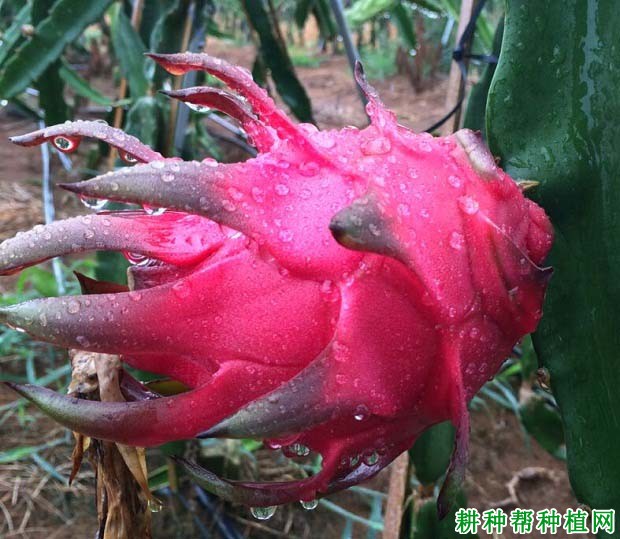 桂香红火龙果品种好不好? 桂香红火龙果品种好不好?