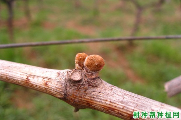 葡萄的芽有哪些特性? 葡萄的芽有哪些特性?