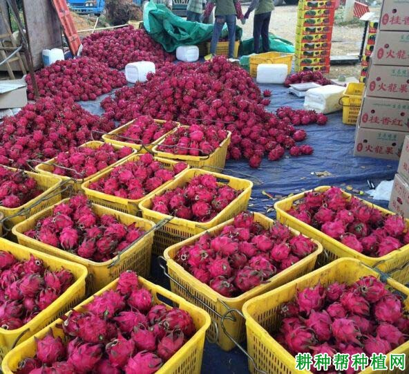 桂香红火龙果品种好不好? 桂香红火龙果品种好不好?