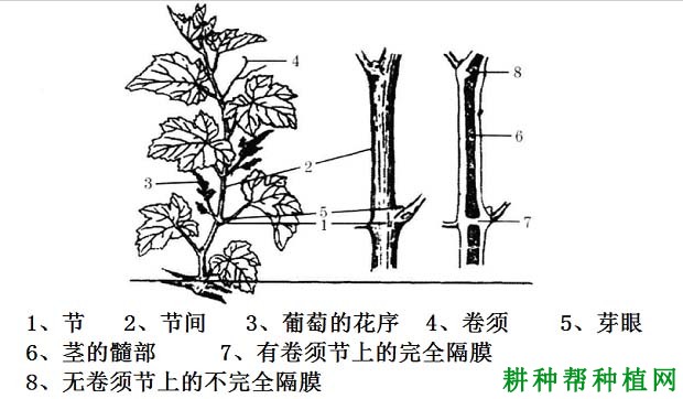 葡萄的茎有哪些特性? 葡萄的茎有哪些特性?