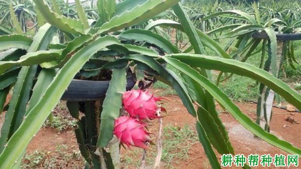 香蜜龙火龙果品种好不好? 香蜜龙火龙果品种好不好?