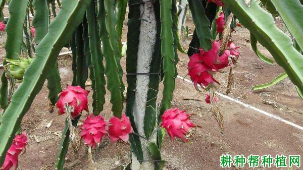 香蜜龙火龙果品种好不好? 香蜜龙火龙果品种好不好?