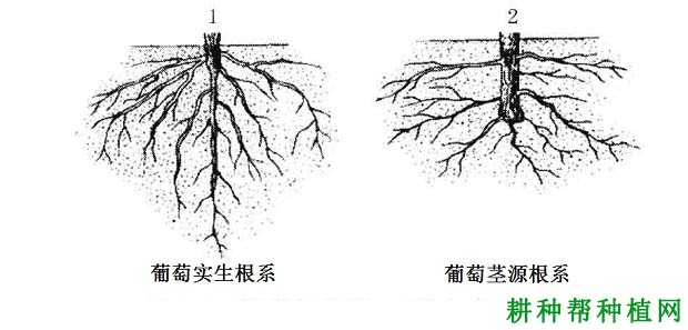葡萄的根系有哪些特性? 葡萄的根系有哪些特性?