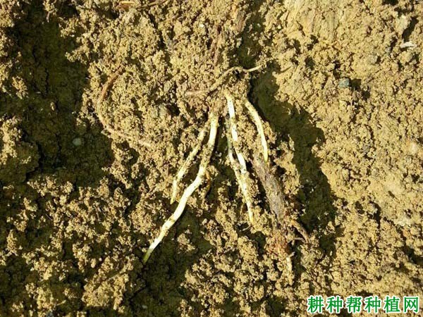 葡萄的根系有哪些特性? 葡萄的根系有哪些特性?
