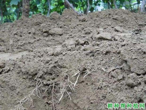 葡萄的根系有哪些特性? 葡萄的根系有哪些特性?