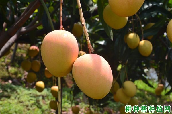 热农1号芒果品种好不好? 热农1号芒果品种好不好?