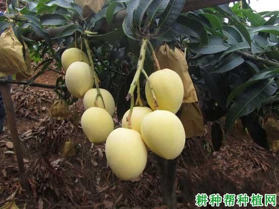 热农1号芒果品种好不好? 热农1号芒果品种好不好?