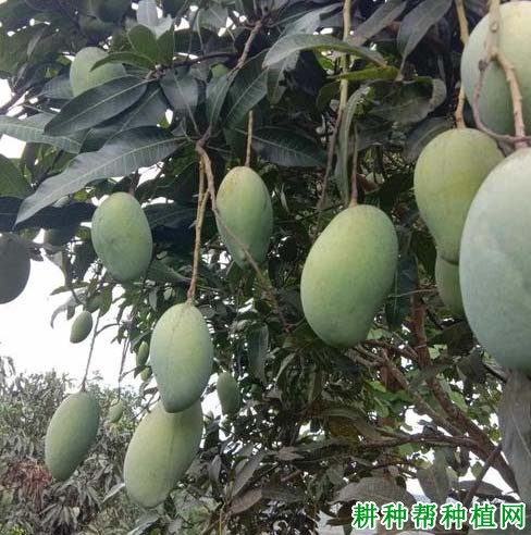 马切苏芒果品种好不好? 马切苏芒果品种好不好?