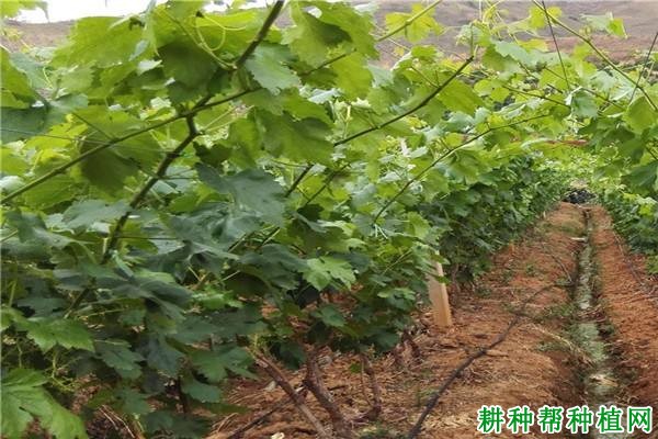 铜肥对葡萄生长有哪些影响? 铜肥对葡萄生长有哪些影响?