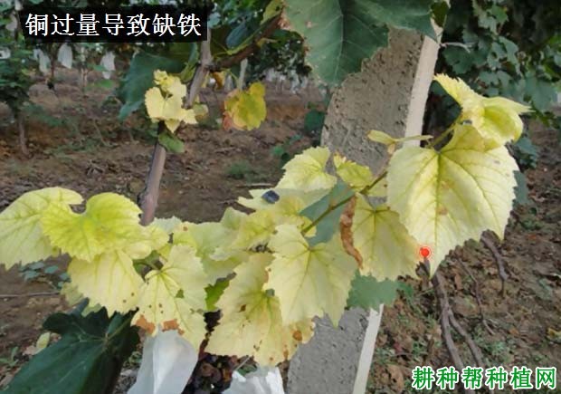 铜肥对葡萄生长有哪些影响? 铜肥对葡萄生长有哪些影响?