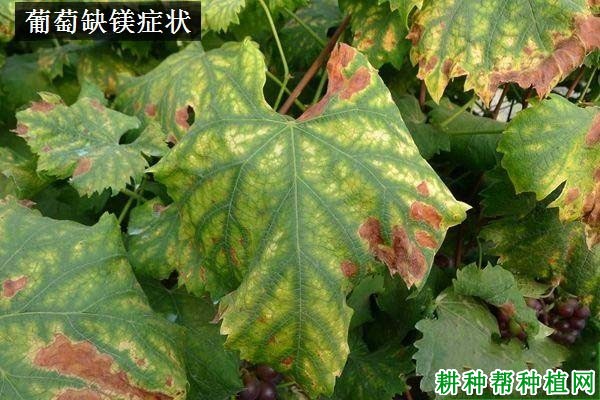 葡萄缺镁症如何防治? 葡萄缺镁症如何防治?