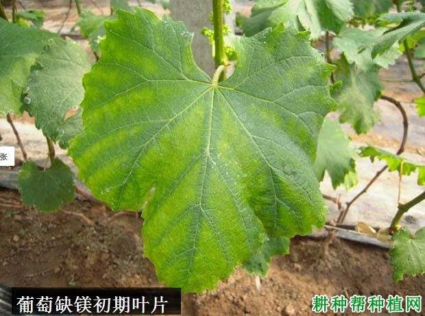 葡萄缺镁症如何防治? 葡萄缺镁症如何防治?
