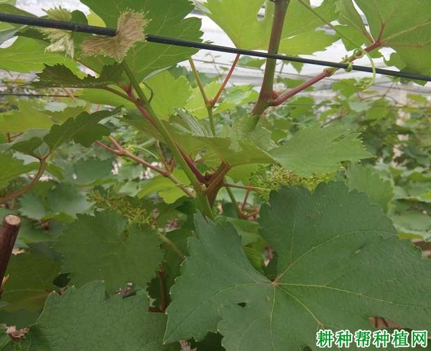 葡萄怎么喷施叶面肥,用什么肥料好? 葡萄怎么喷施叶面肥,用什么肥料好?