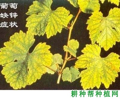 锌肥对葡萄生长有哪些影响? 锌肥对葡萄生长有哪些影响?