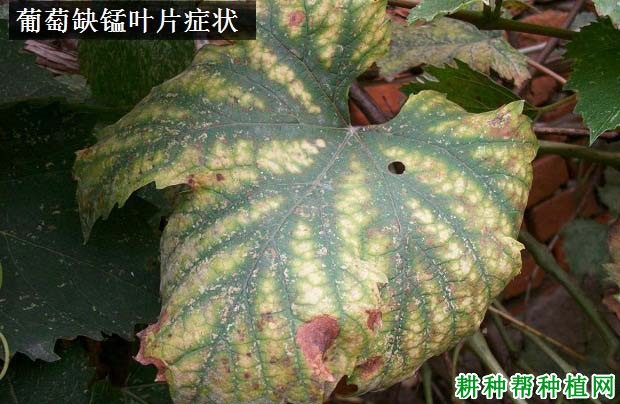 葡萄缺锰症如何防治? 葡萄缺锰症如何防治?