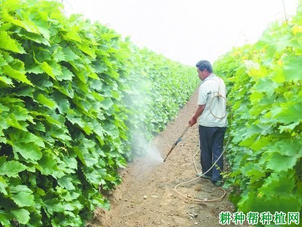 种葡萄怎样施肥,施什么肥好? 种葡萄怎样施肥,施什么肥好?