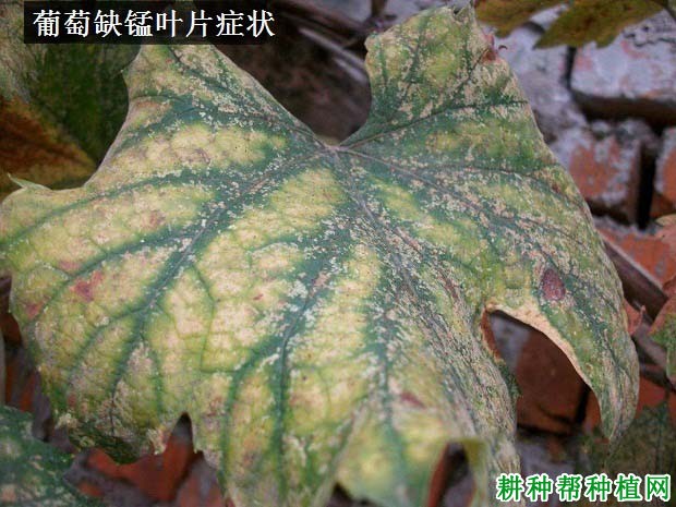 葡萄缺锰症如何防治? 葡萄缺锰症如何防治?