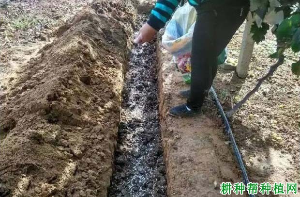 种葡萄怎样施肥,施什么肥好? 种葡萄怎样施肥,施什么肥好?