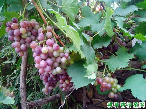 锌肥对葡萄生长有哪些影响? 锌肥对葡萄生长有哪些影响?