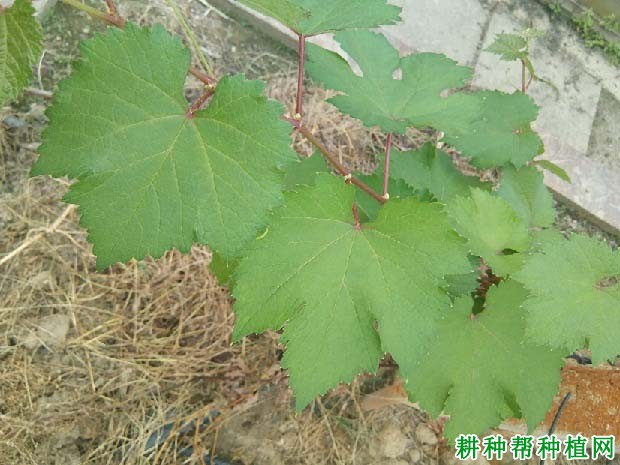 铁肥对葡萄生长有哪些影响? 铁肥对葡萄生长有哪些影响?