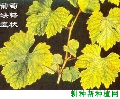 葡萄缺锌症如何防治? 葡萄缺锌症如何防治?