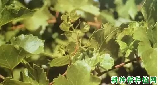 葡萄缺锌症如何防治? 葡萄缺锌症如何防治?