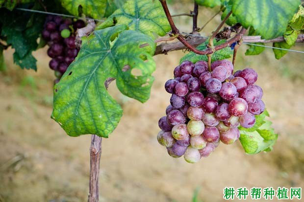 葡萄缺锌症如何防治? 葡萄缺锌症如何防治?