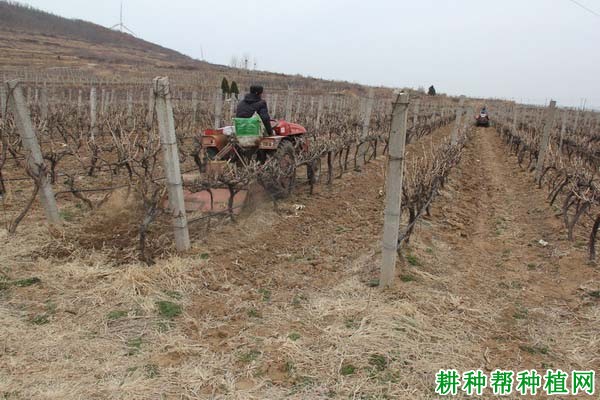 种植葡萄怎么施基肥? 种植葡萄怎么施基肥?