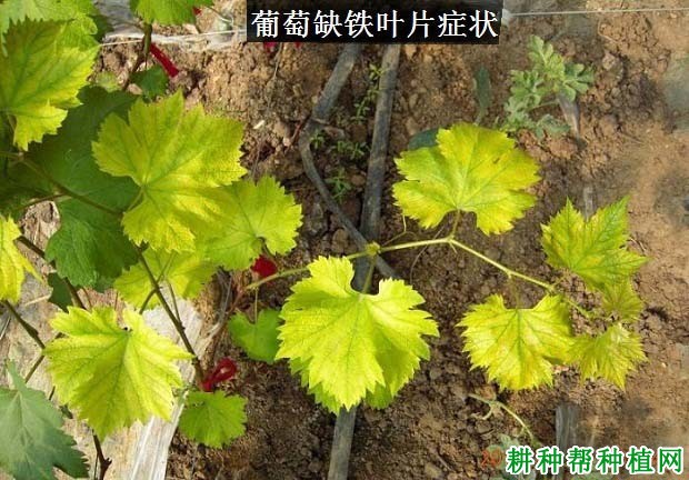 葡萄缺铁症如何防治? 葡萄缺铁症如何防治?