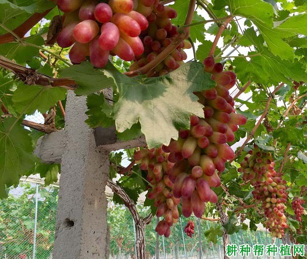 硼肥对葡萄生长有哪些影响? 硼肥对葡萄生长有哪些影响?