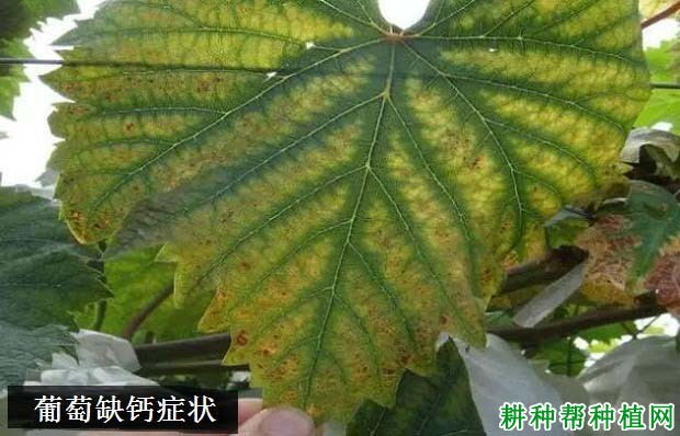 钙肥对葡萄生长有哪些影响? 钙肥对葡萄生长有哪些影响?