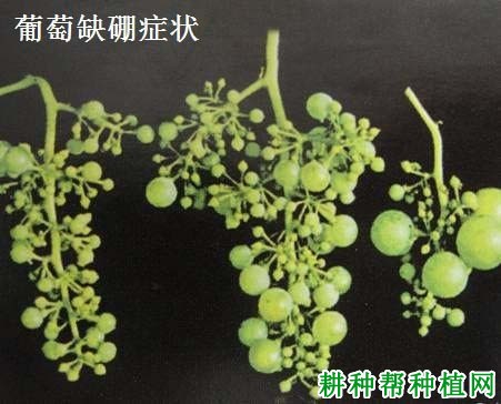葡萄缺硼症如何防治? 葡萄缺硼症如何防治?