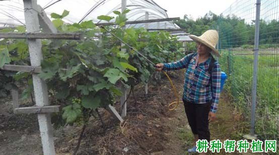 葡萄喷叶面肥需要注意什么? 葡萄喷叶面肥需要注意什么?