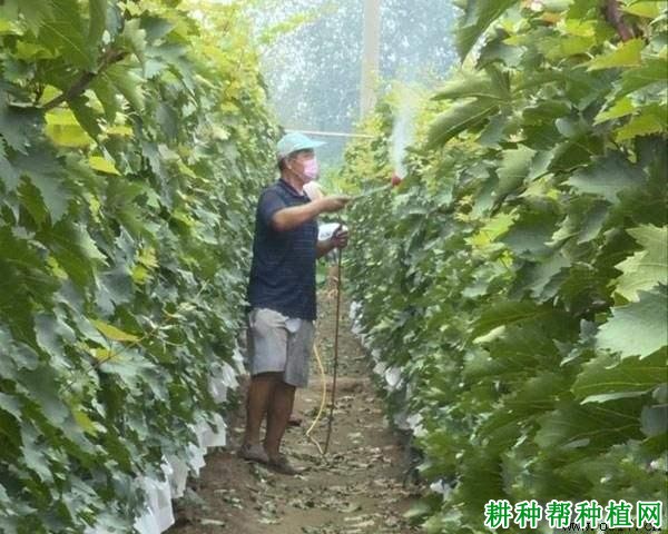 葡萄喷叶面肥需要注意什么? 葡萄喷叶面肥需要注意什么?