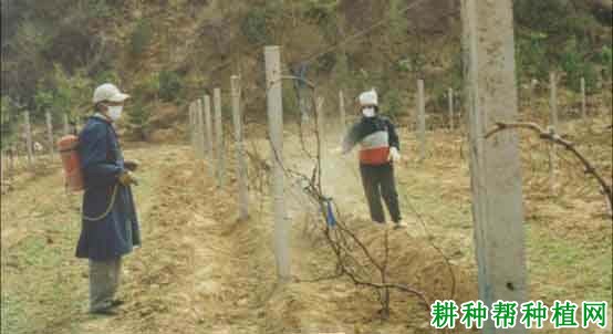 葡萄喷叶面肥需要注意什么? 葡萄喷叶面肥需要注意什么?