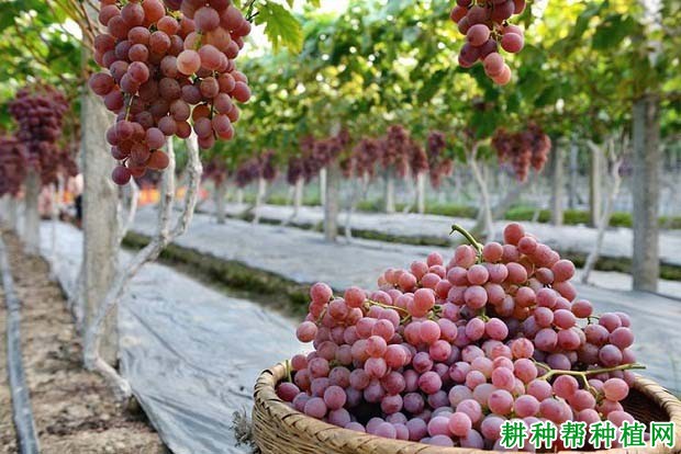 钾肥对葡萄生长有哪些影响? 钾肥对葡萄生长有哪些影响?