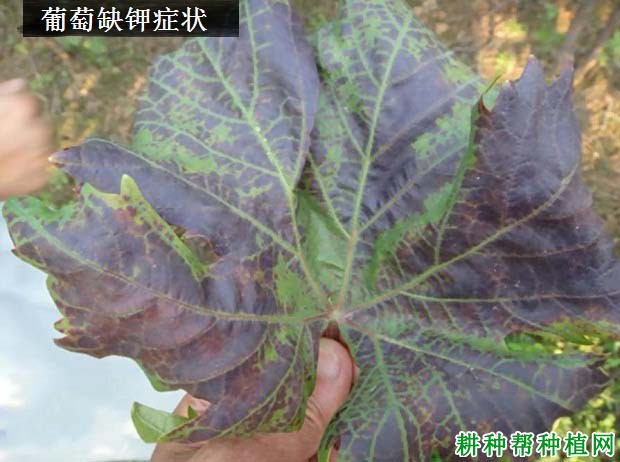 钾肥对葡萄生长有哪些影响? 钾肥对葡萄生长有哪些影响?